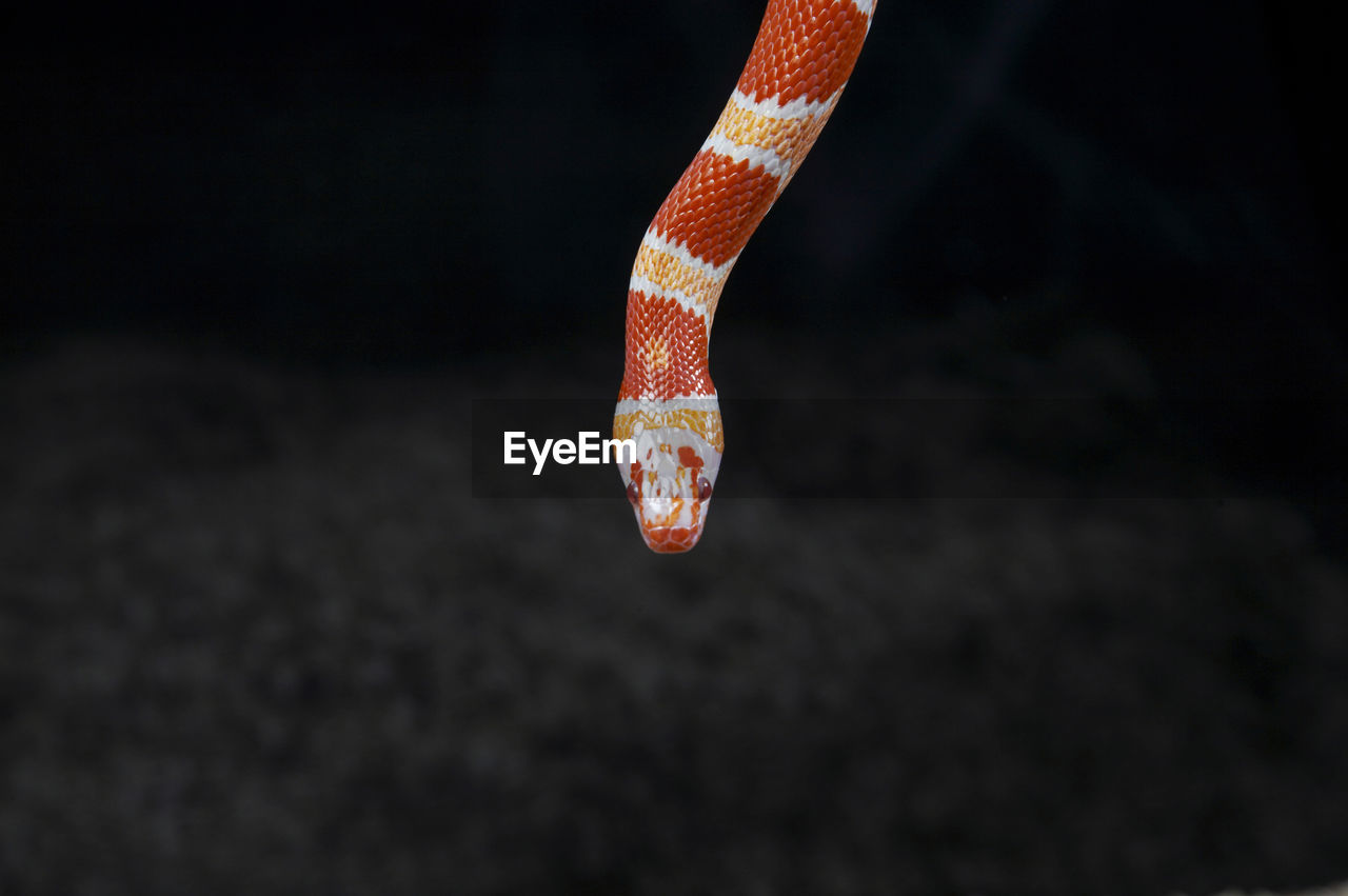 Close-up of corn snake against black background