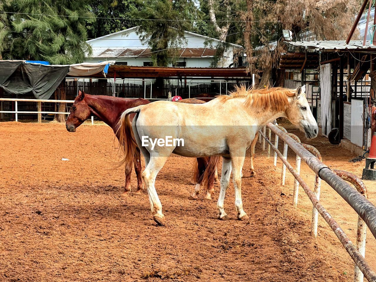 horse, mammal, animal, animal themes, domestic animals, livestock, pet, animal wildlife, mare, nature, pack animal, tree, day, built structure, architecture, group of animals, plant, building exterior, working animal, herbivorous, brown, stallion, outdoors, no people, standing, land, sunlight, agriculture