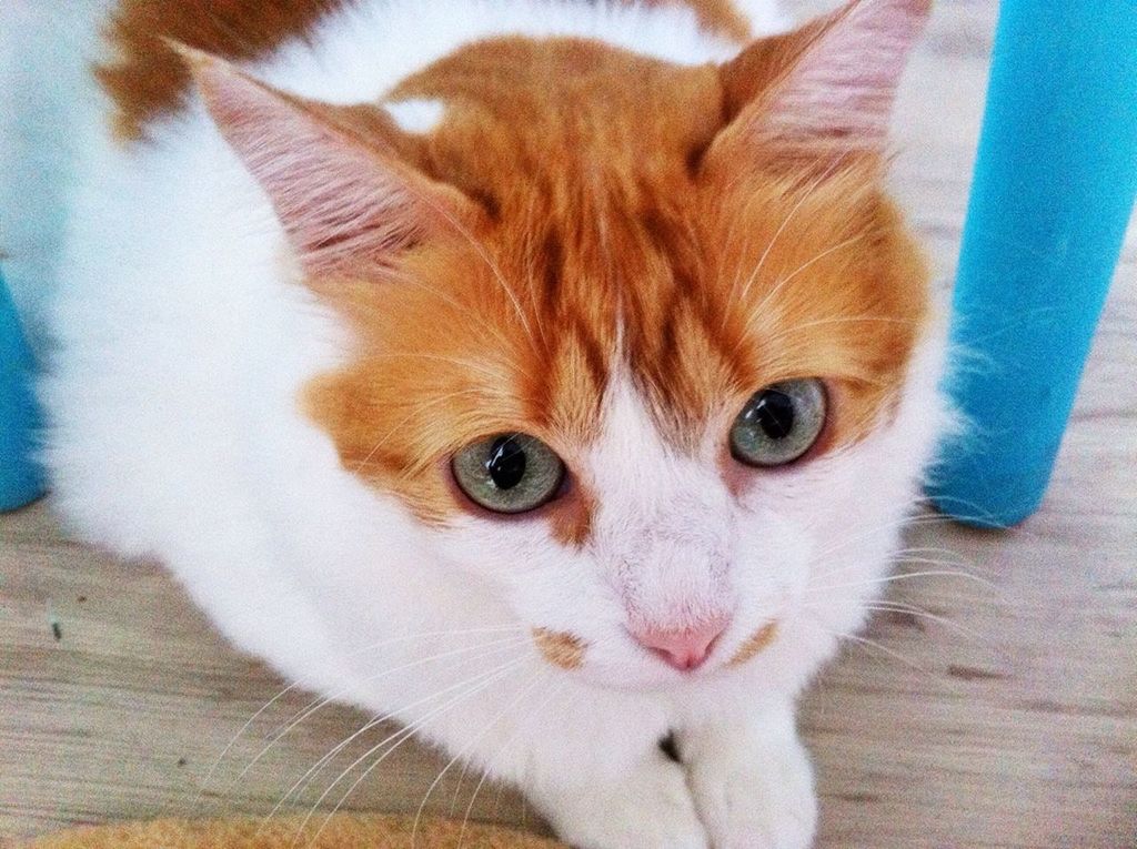 PORTRAIT OF CAT
