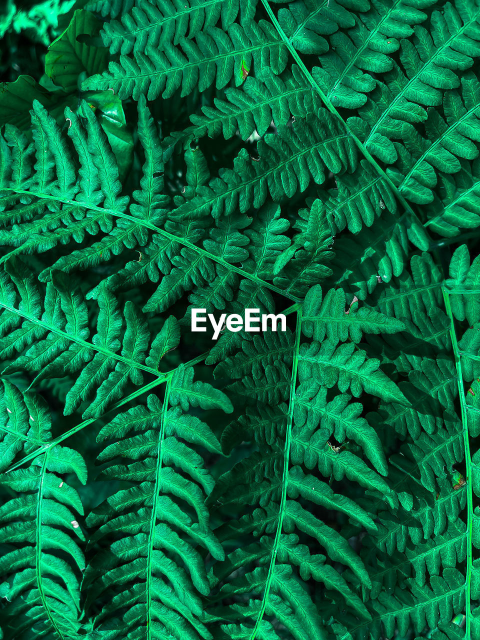 CLOSE-UP OF FERN