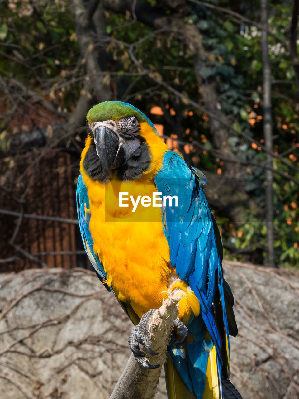 Yellow and blue parrot on a trunk, ara is a neotropical genus of bird