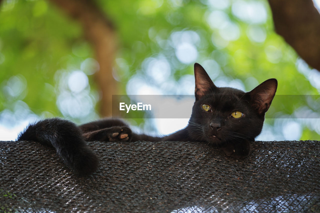 CLOSE-UP OF CAT RESTING