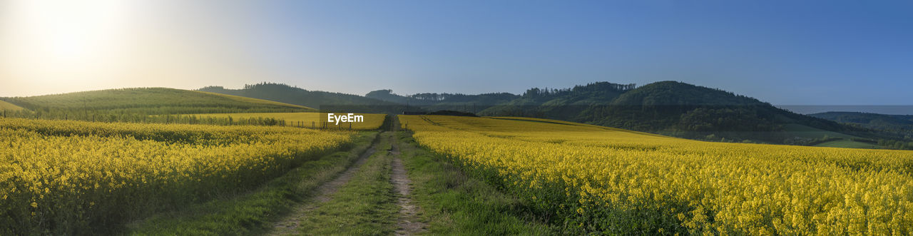 Scenic view of agricultural field against sky