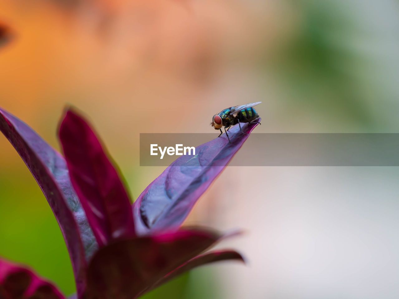 CLOSE-UP OF INSECT ON FLOWER