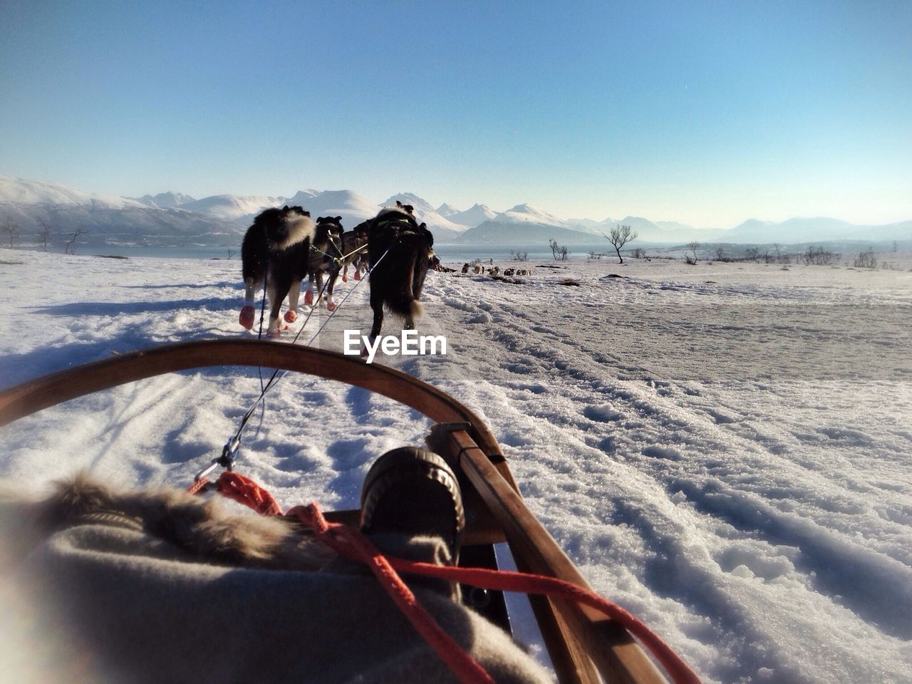 Horses pulling cropped carriage on snow covered landscape