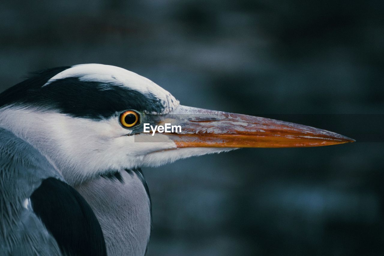 CLOSE-UP OF BIRD IN WATER