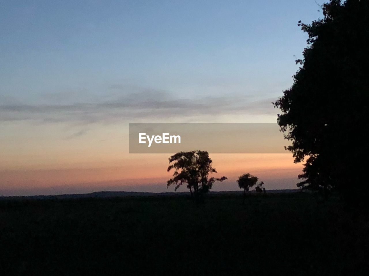 SILHOUETTE TREES GROWING ON FIELD AGAINST SKY DURING SUNSET