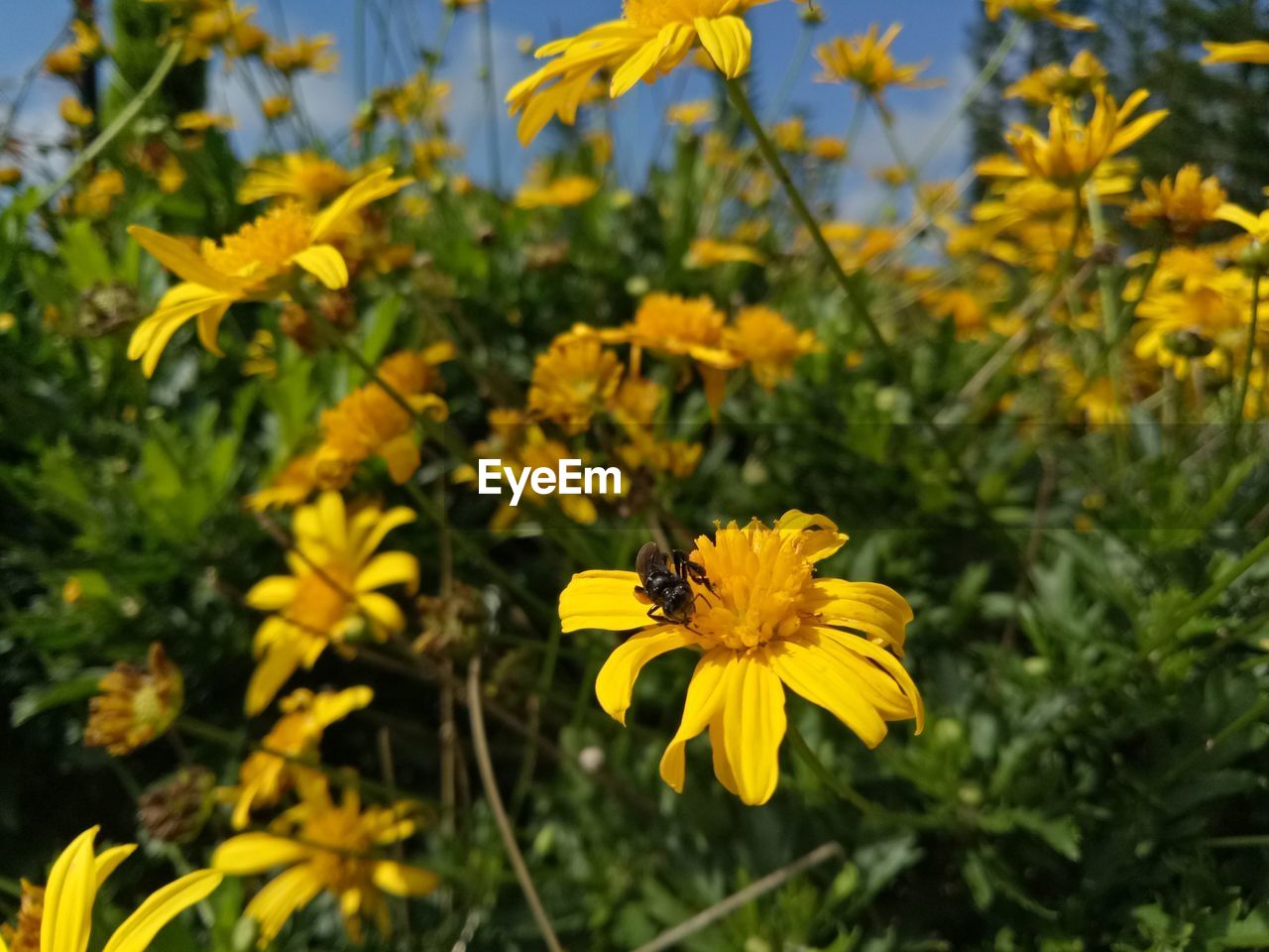 CLOSE-UP OF YELLOW FLOWERING PLANTS