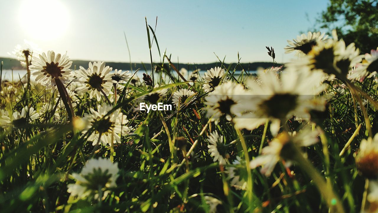 Close-up of flowers blooming outdoors