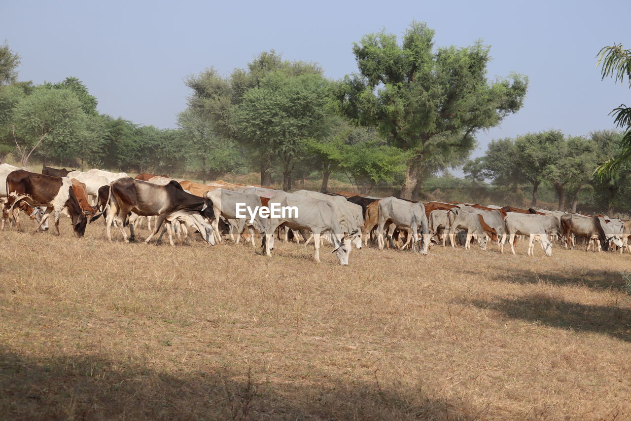 COWS ON FIELD