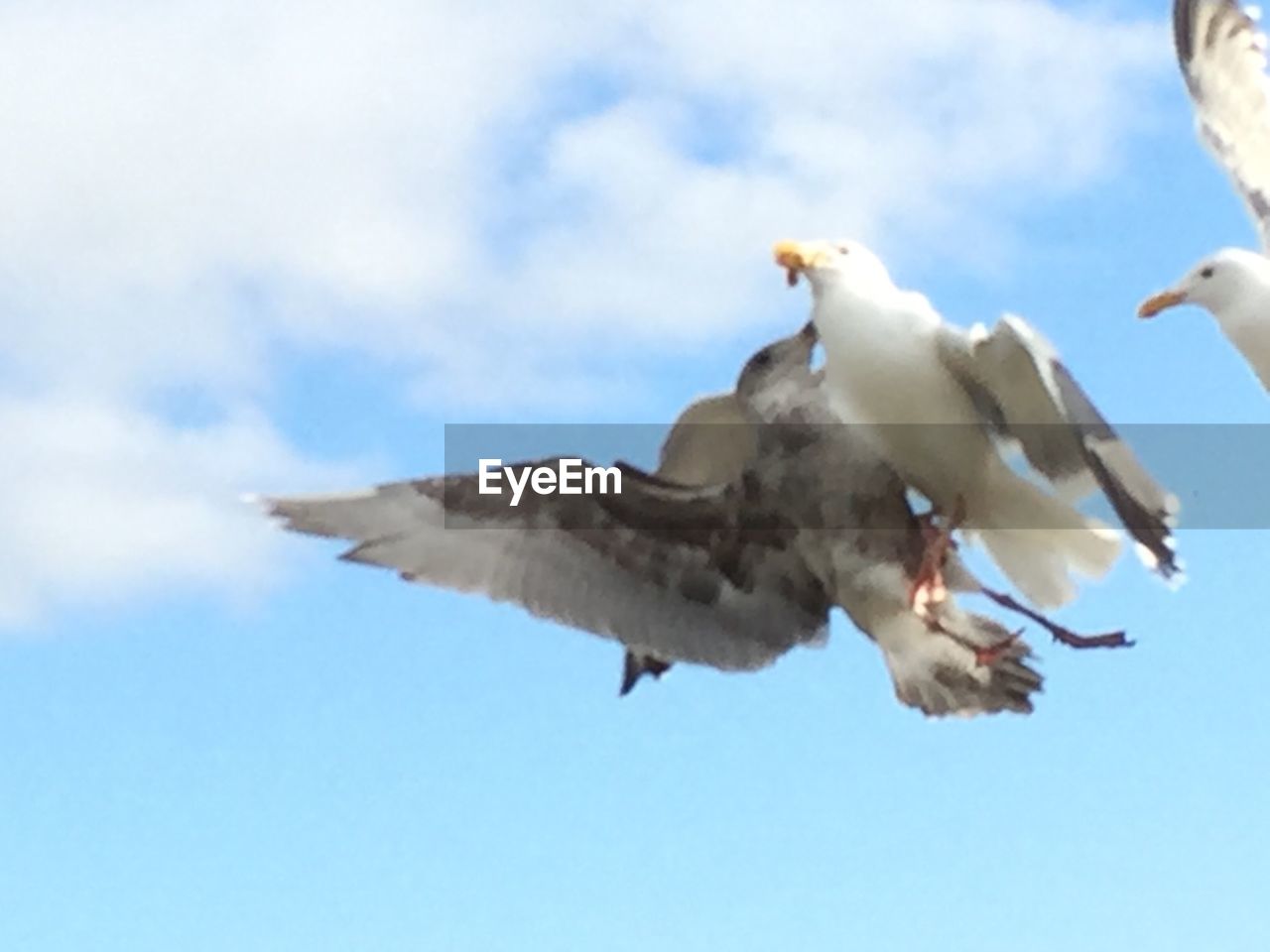 LOW ANGLE VIEW OF OWL FLYING AGAINST SKY