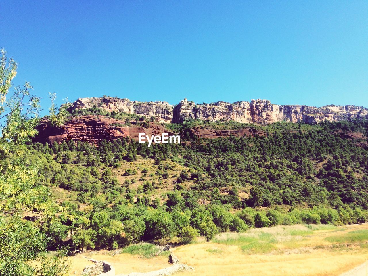 TREES ON LANDSCAPE AGAINST CLEAR BLUE SKY