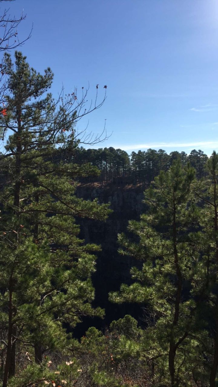 TREES GROWING AGAINST SKY