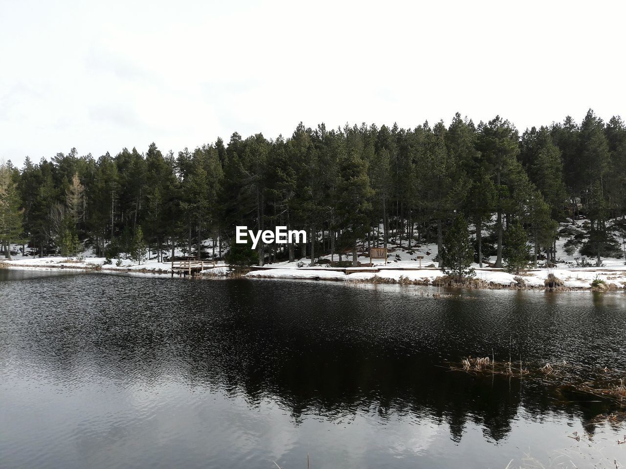 SCENIC VIEW OF LAKE IN FOREST