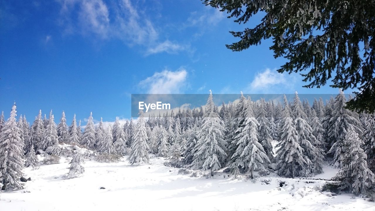 Pine trees on snow covered land against sky