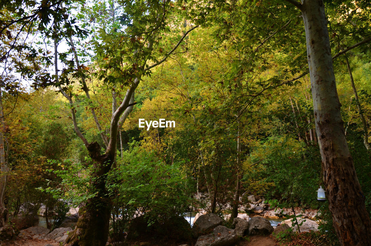 VIEW OF TREES IN FOREST