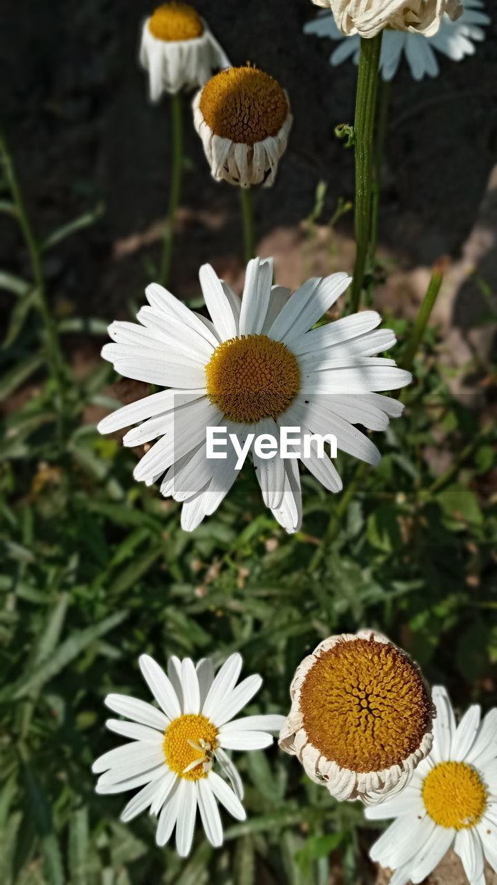 HIGH ANGLE VIEW OF WHITE DAISY FLOWER