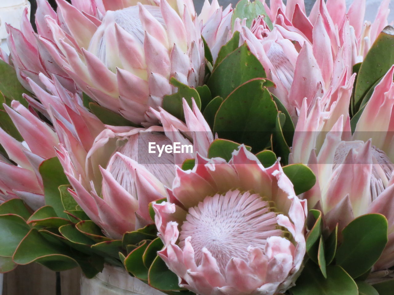 CLOSE-UP OF PINK FLOWER