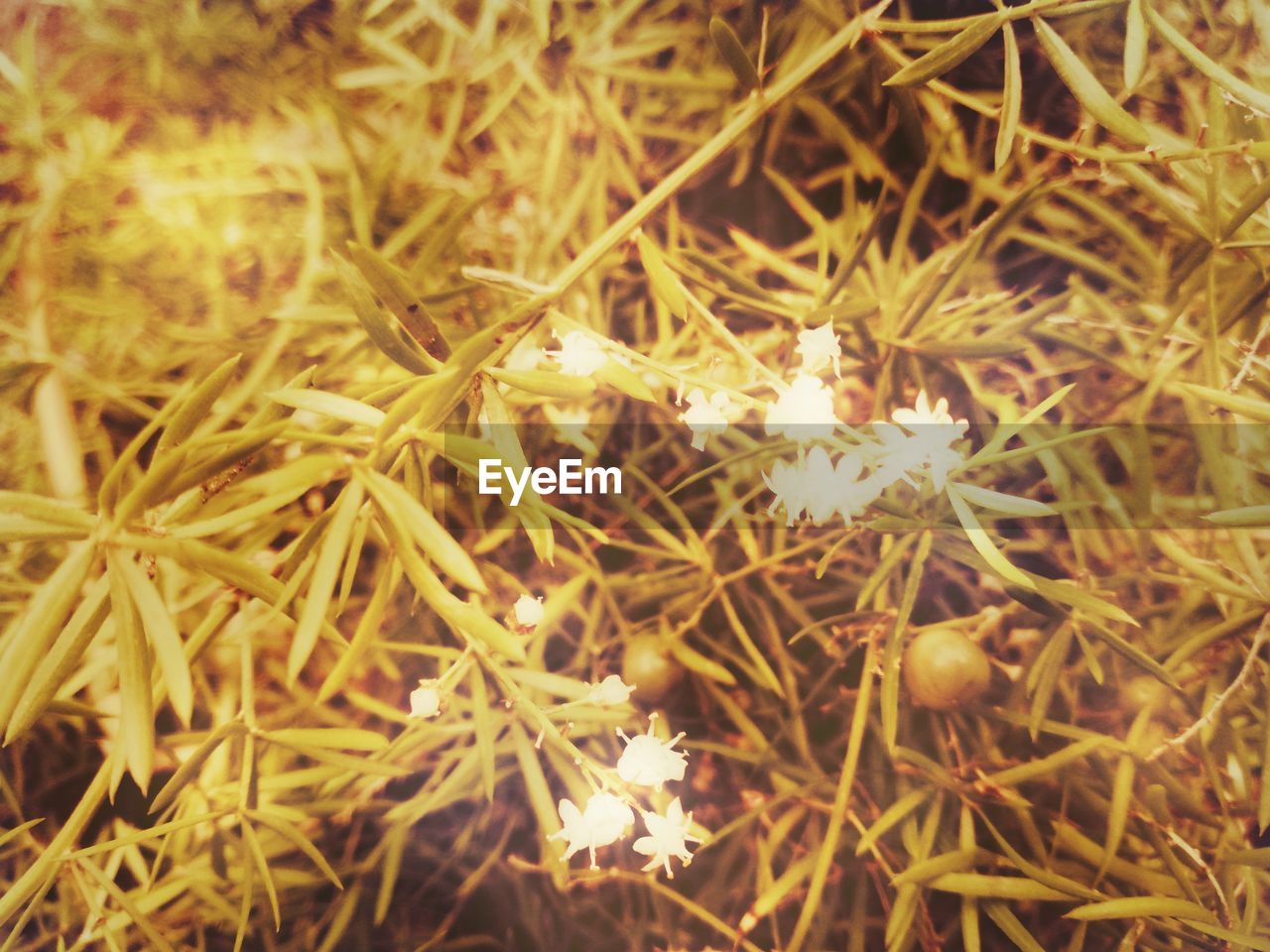 High angle view of white flowering plants on field