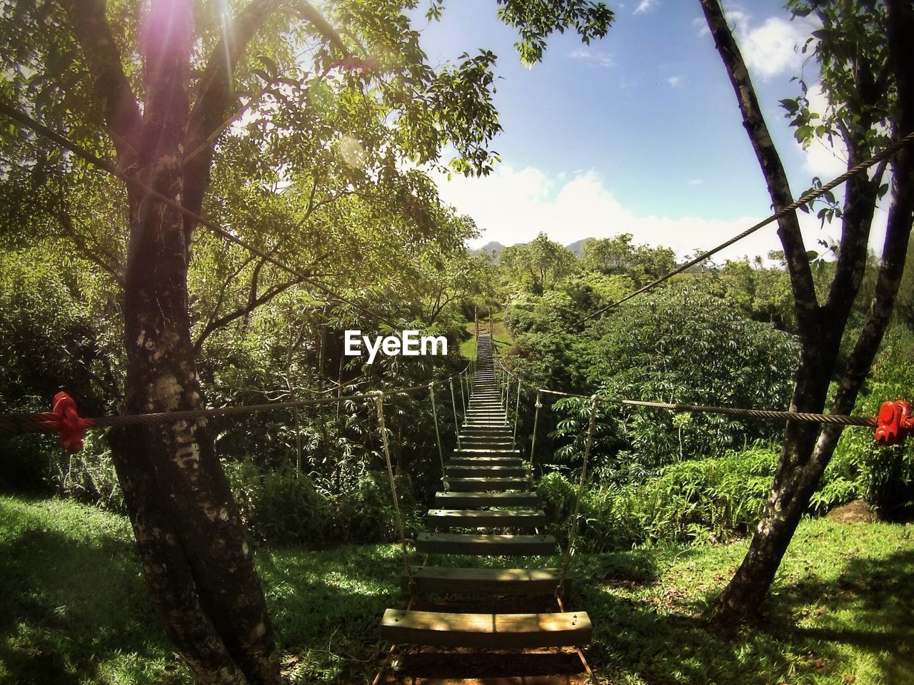 Rope bridge amidst trees in forest