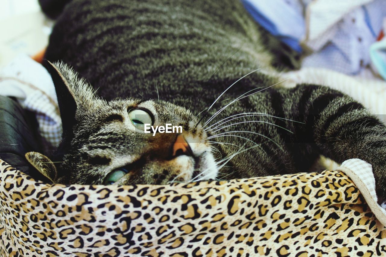 Close-up of cat lying down in sofa