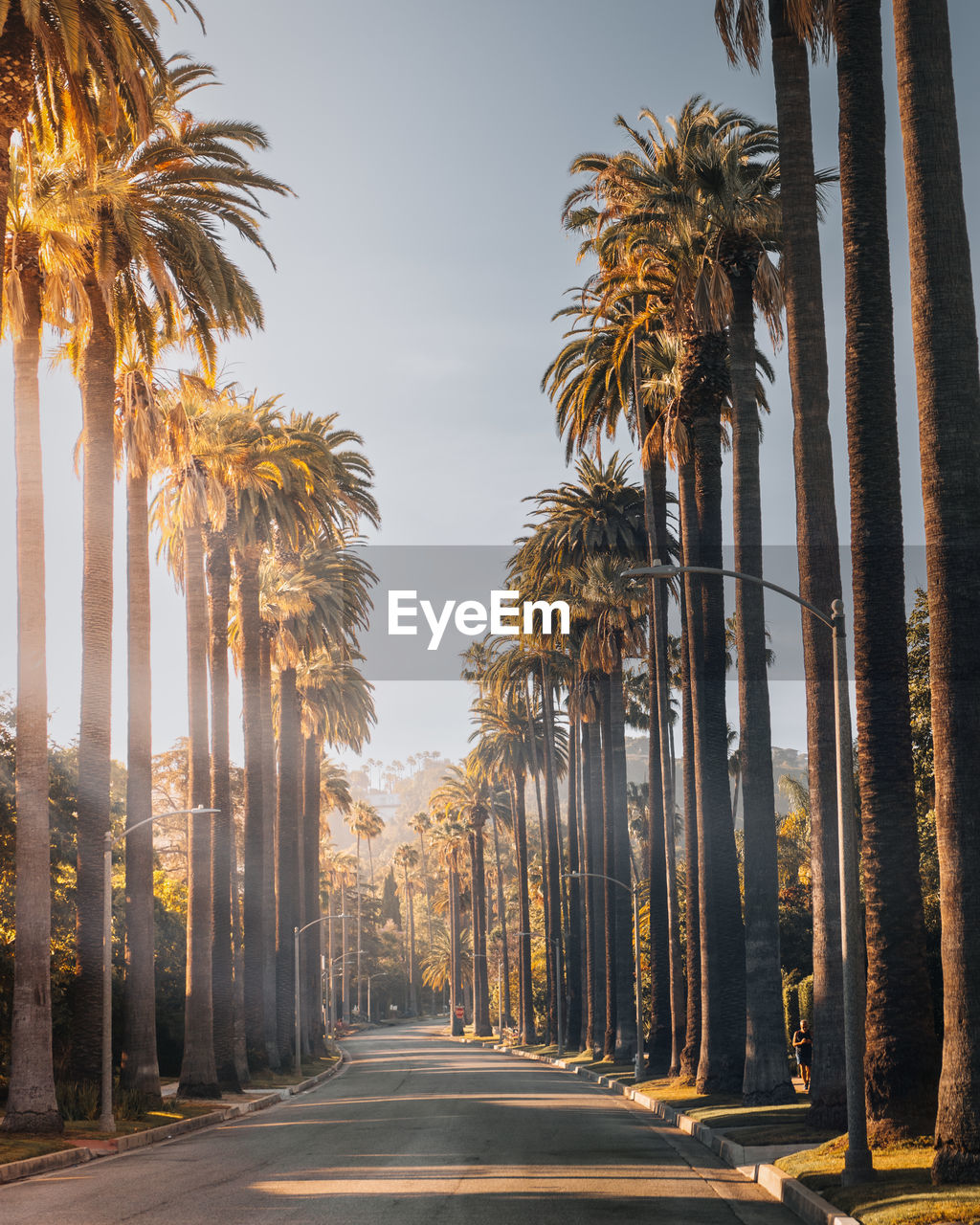 View of palm trees on a street of beverly hills