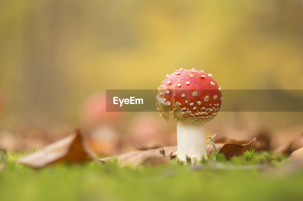 Close-up of fly agaric mushroom