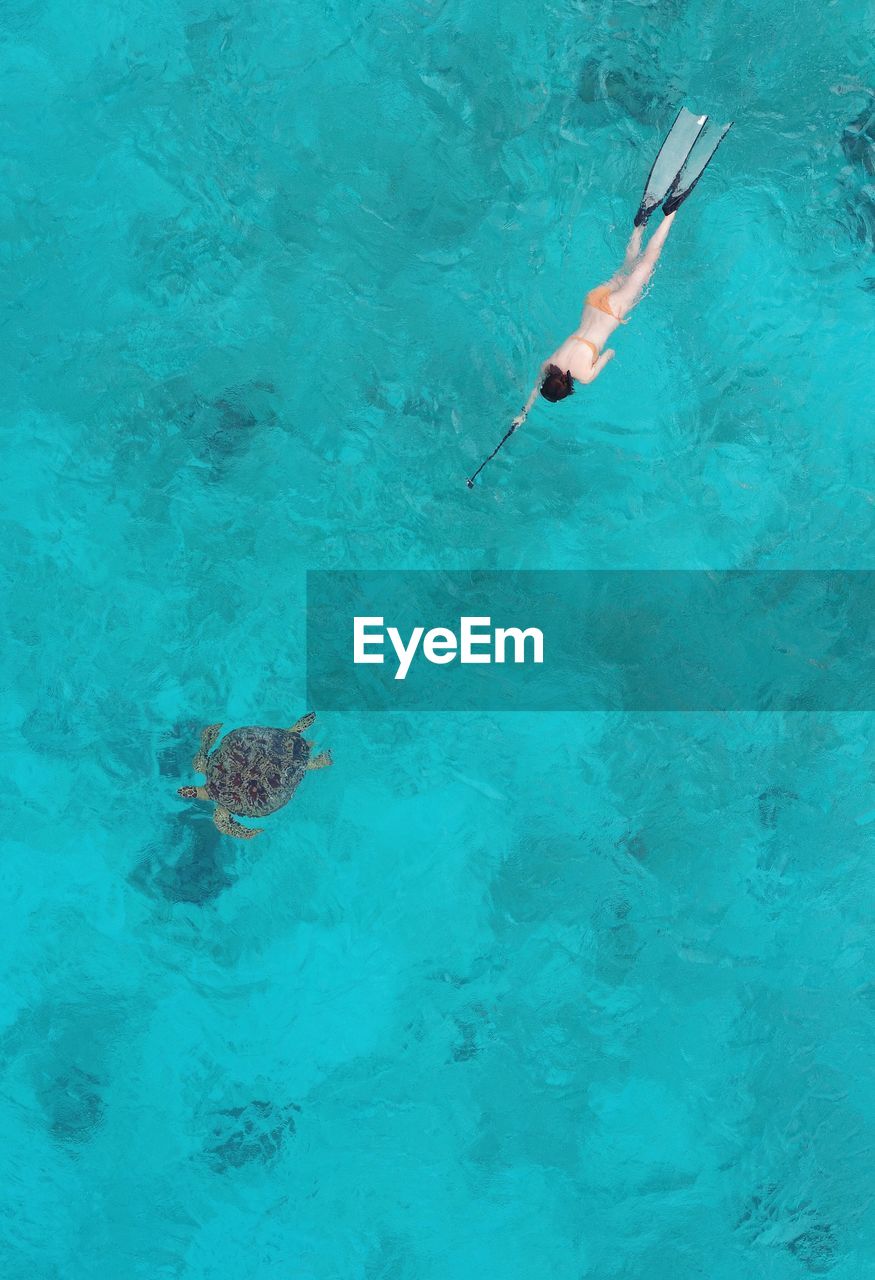 High angle view of woman swimming by turtle in sea