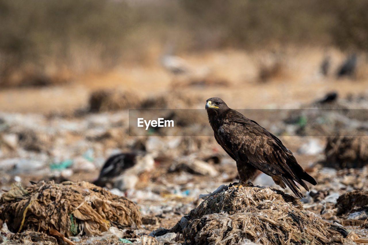 BIRD PERCHING ON ROCK