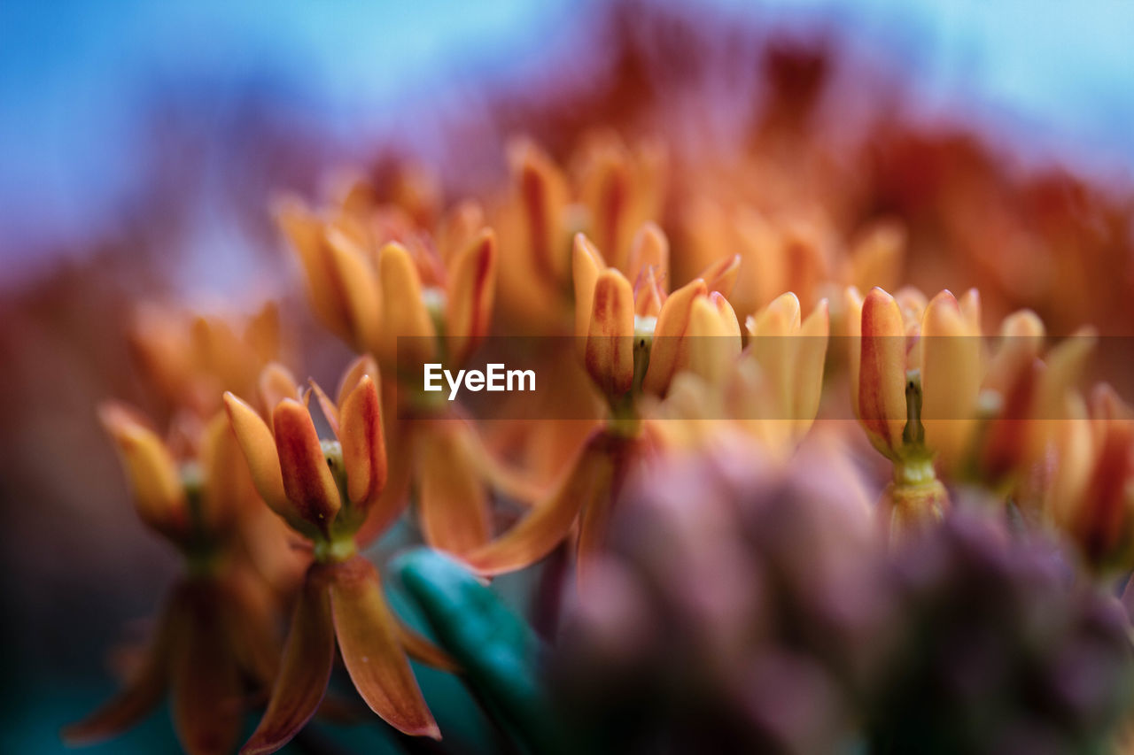 Close-up of orange flowering plant