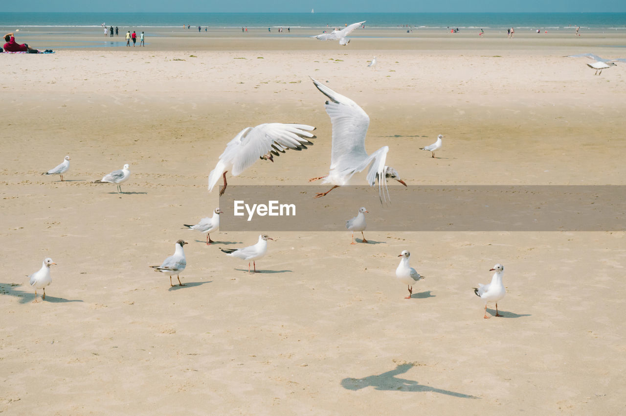 animal, animal themes, animal wildlife, bird, wildlife, land, beach, water, sea, group of animals, sand, nature, large group of animals, seagull, flying, gull, beauty in nature, seabird, day, sky, shore, environment, outdoors, travel destinations, no people, motion, scenics - nature