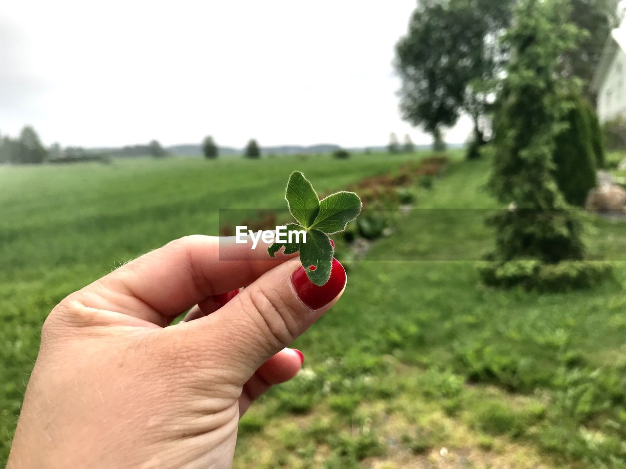 Cropped hand holding four-leaf clover on field