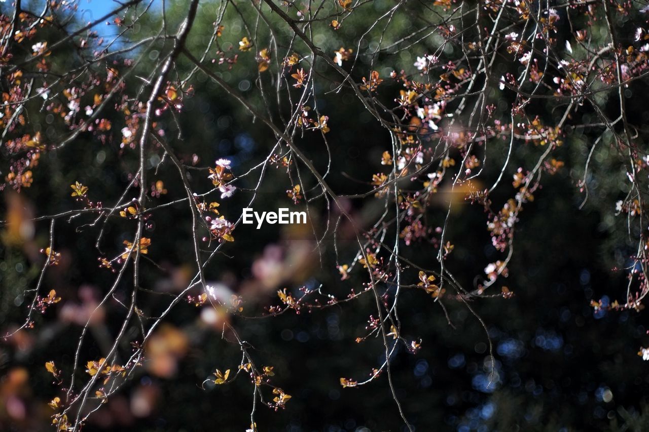 CLOSE-UP OF SPIDER WEB ON PLANT