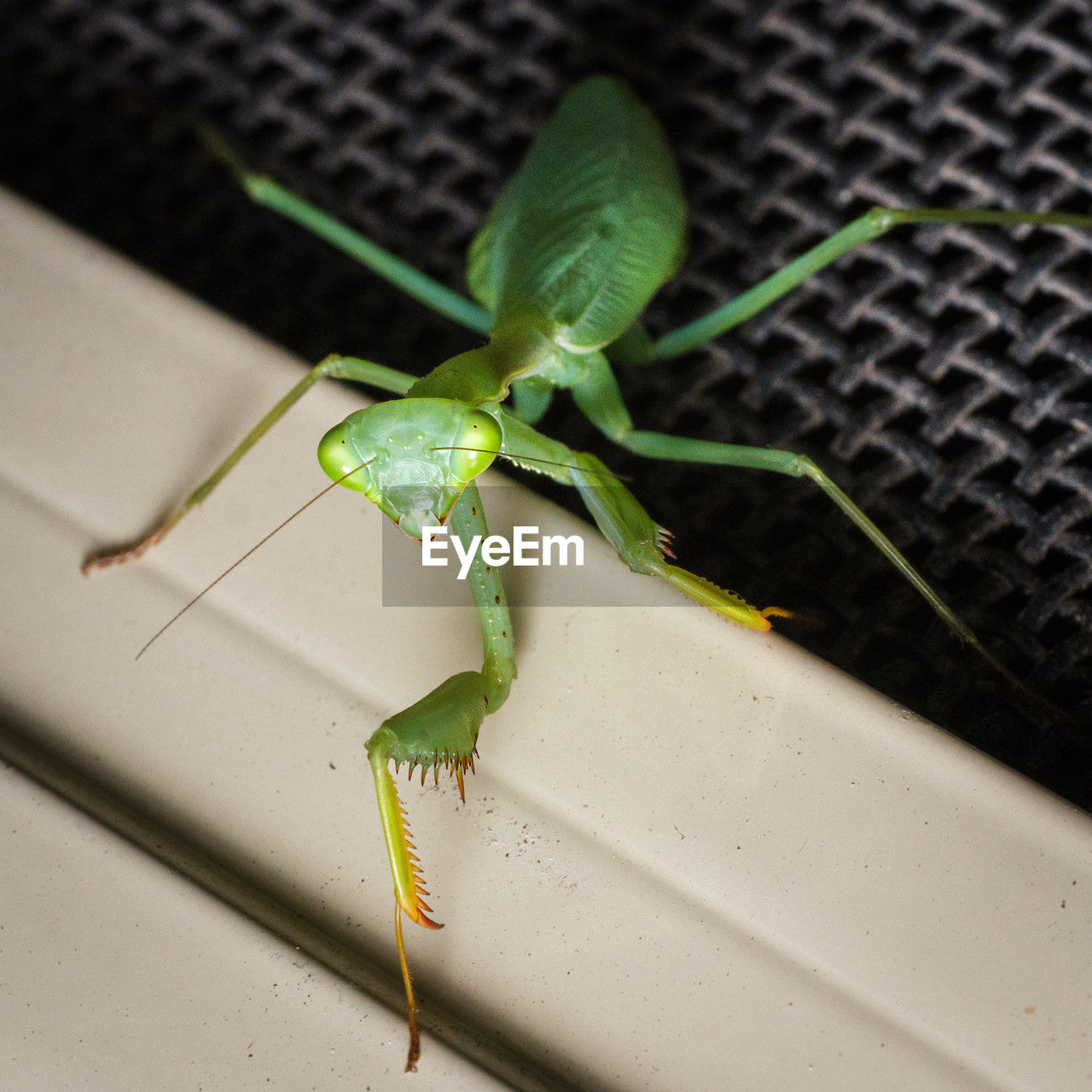 Close-up of praying mantis