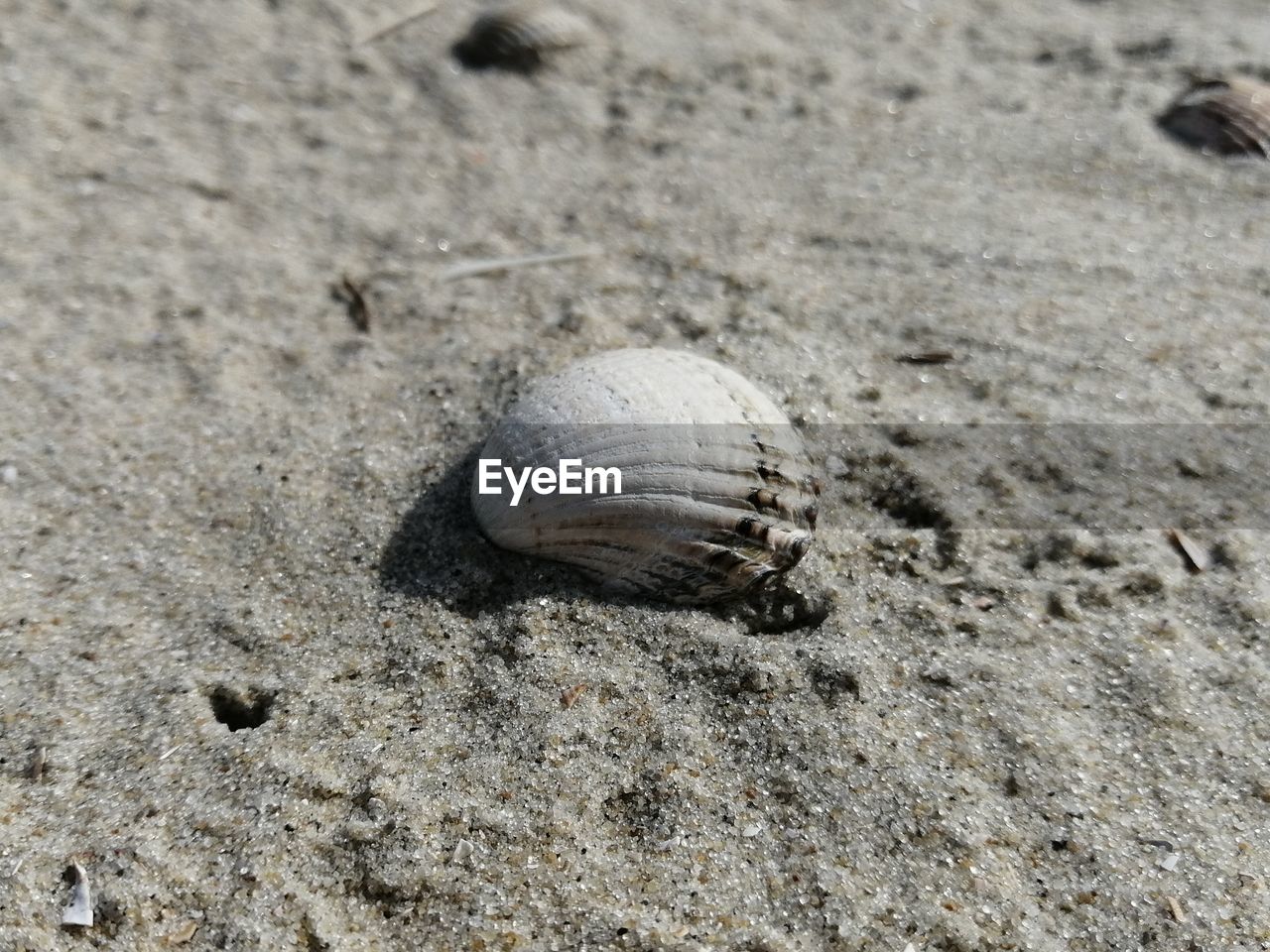 HIGH ANGLE VIEW OF SHELL ON SAND