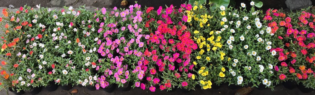 PINK FLOWERS BLOOMING IN PARK