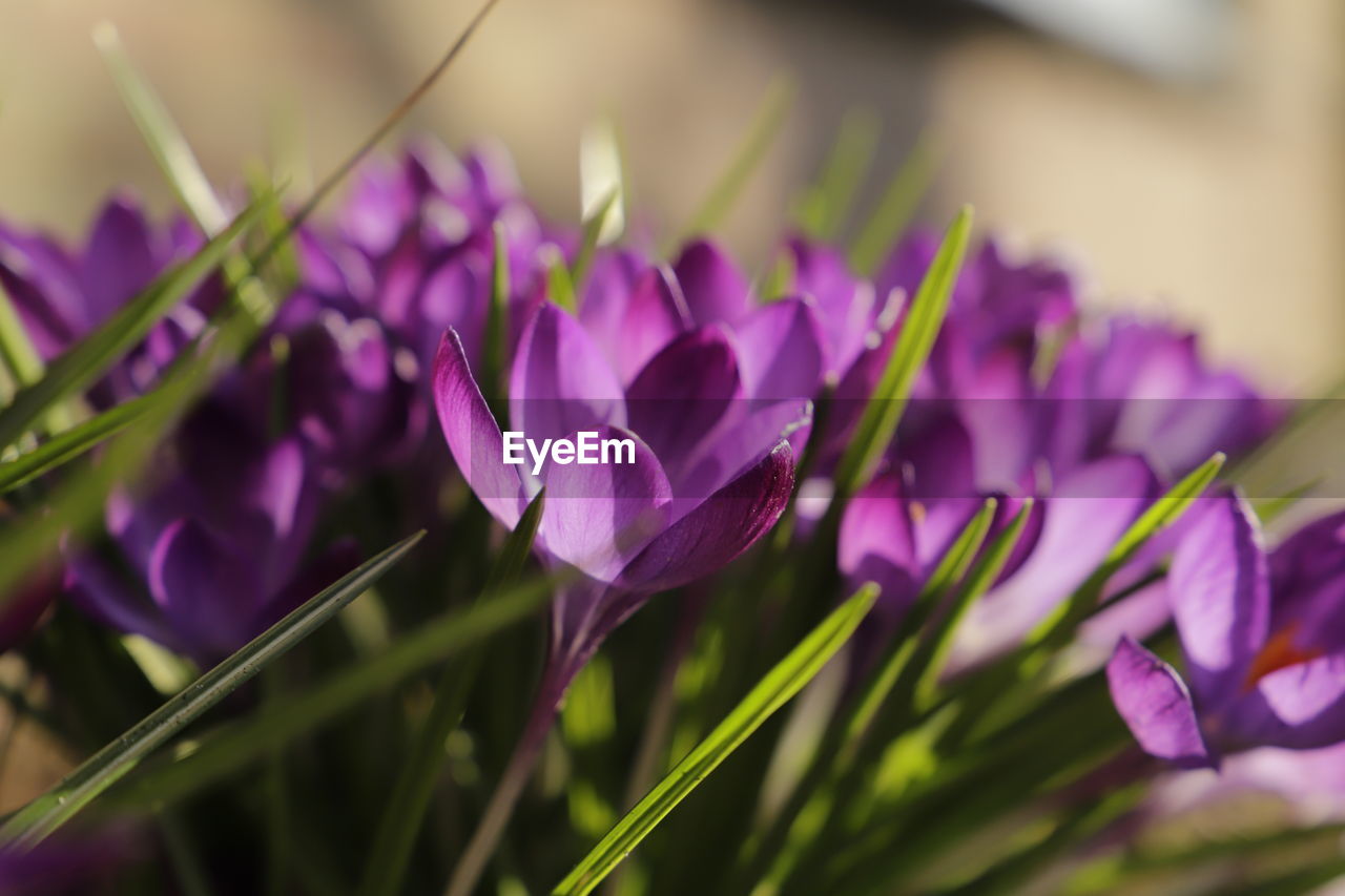 Close-up of purple crocus