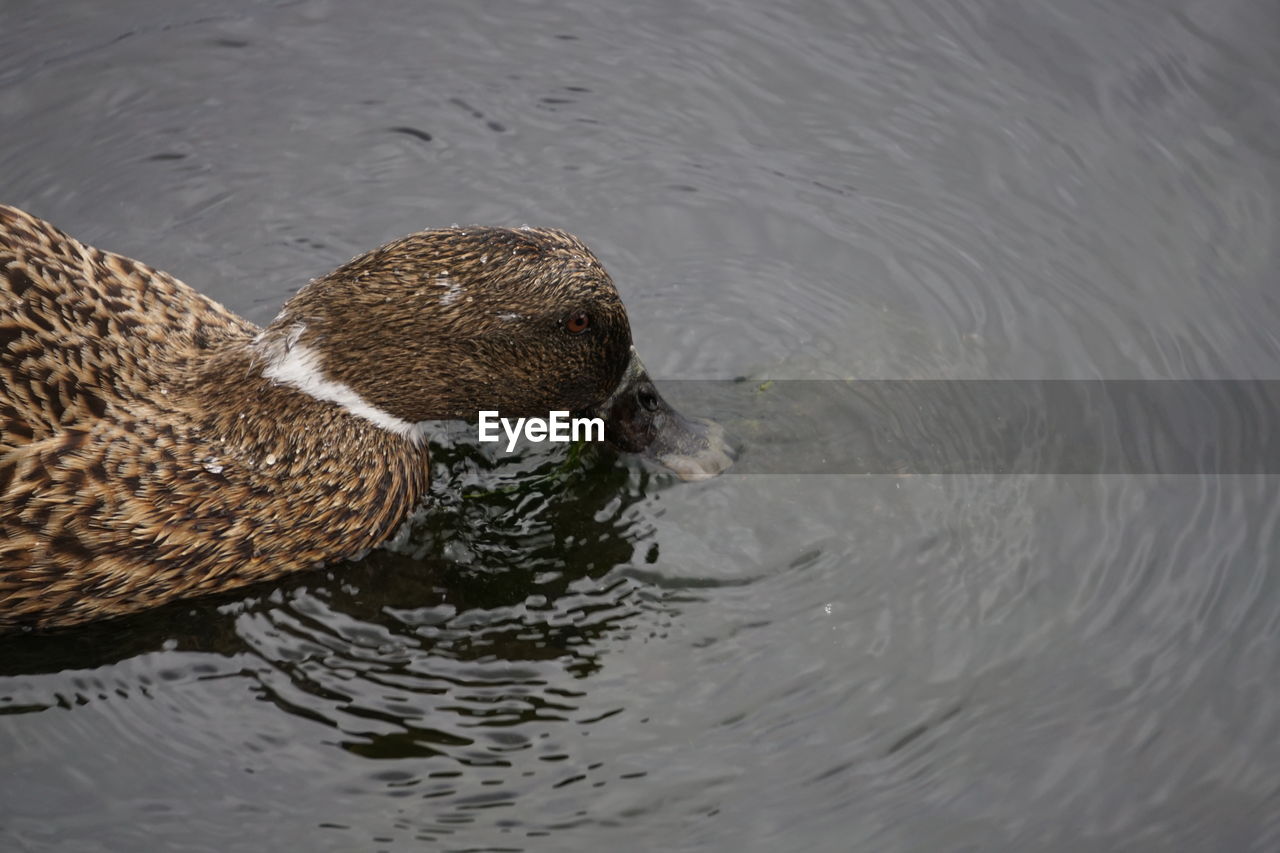 View of duck in water