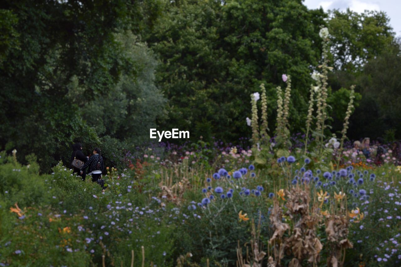 VIEW OF FLOWERS GROWING IN PARK