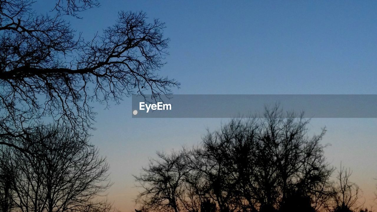 LOW ANGLE VIEW OF BARE TREES AGAINST CLEAR SKY