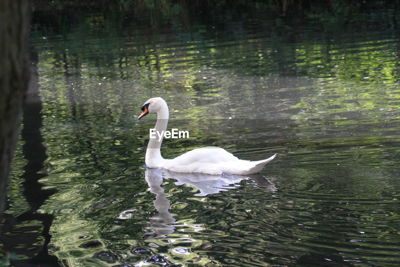 SWANS SWIMMING IN LAKE