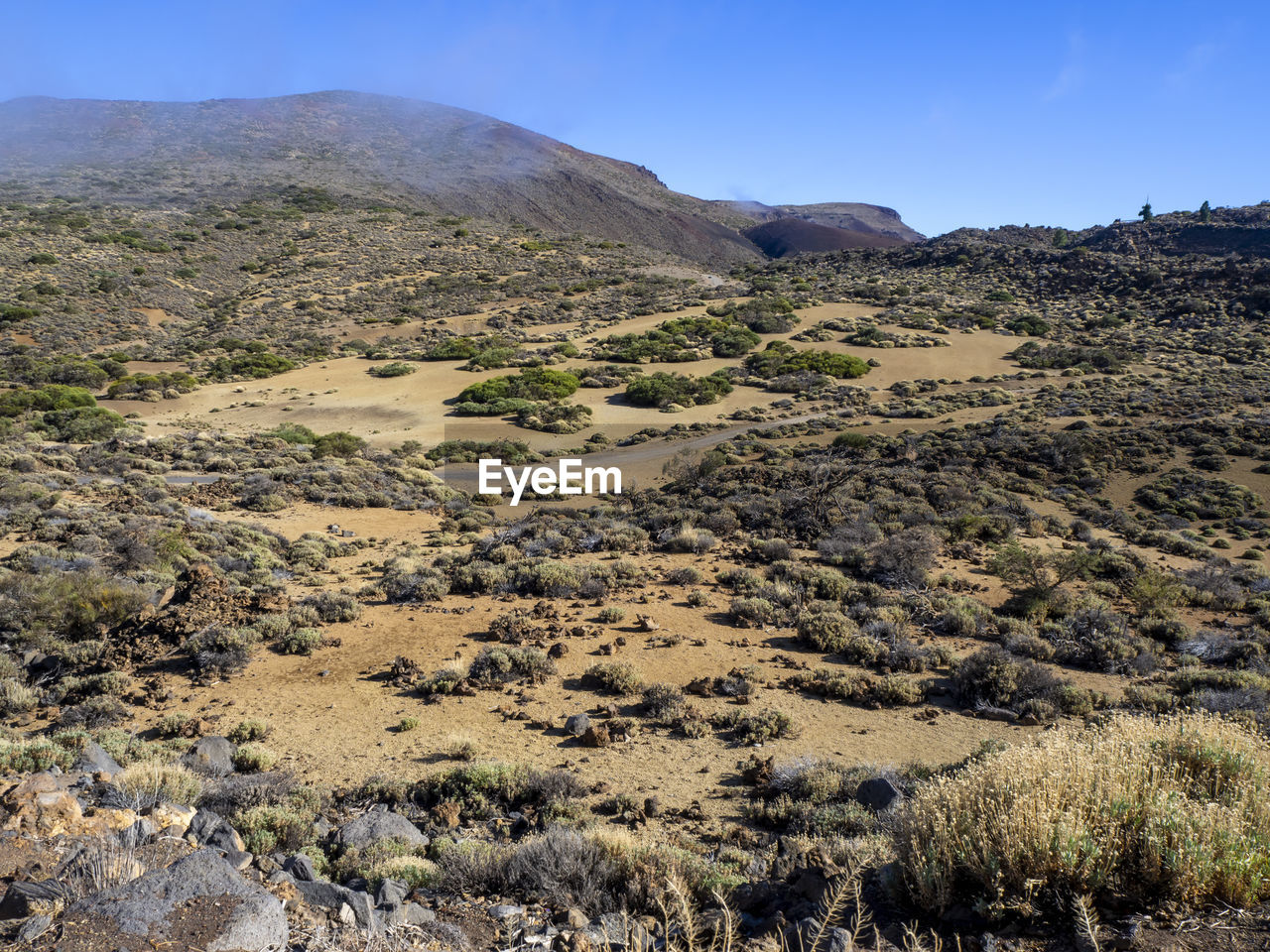 Landscape and vegetation in the teide national park in tenerife, canary islands, spain