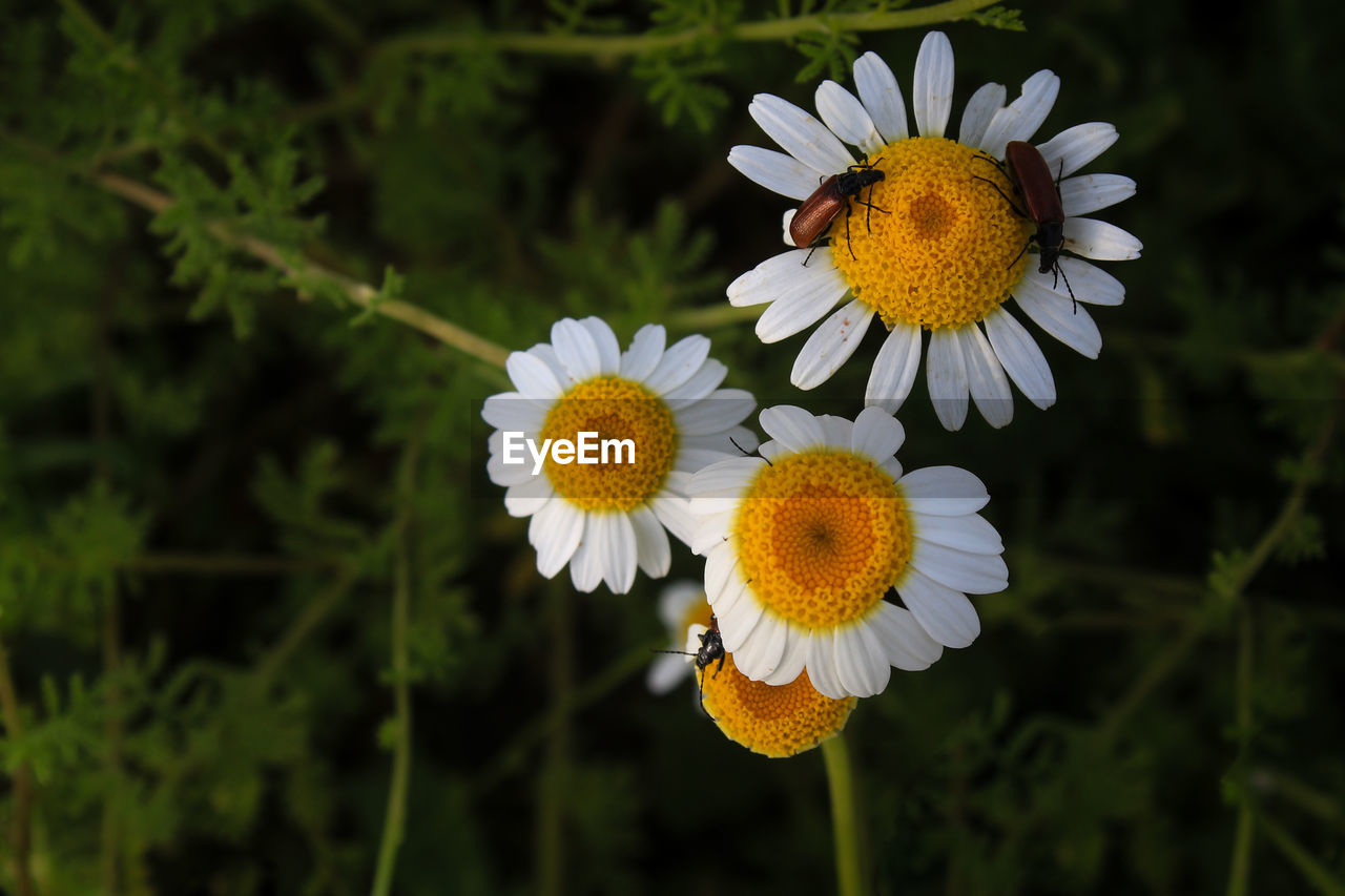 CLOSE-UP OF WHITE DAISIES