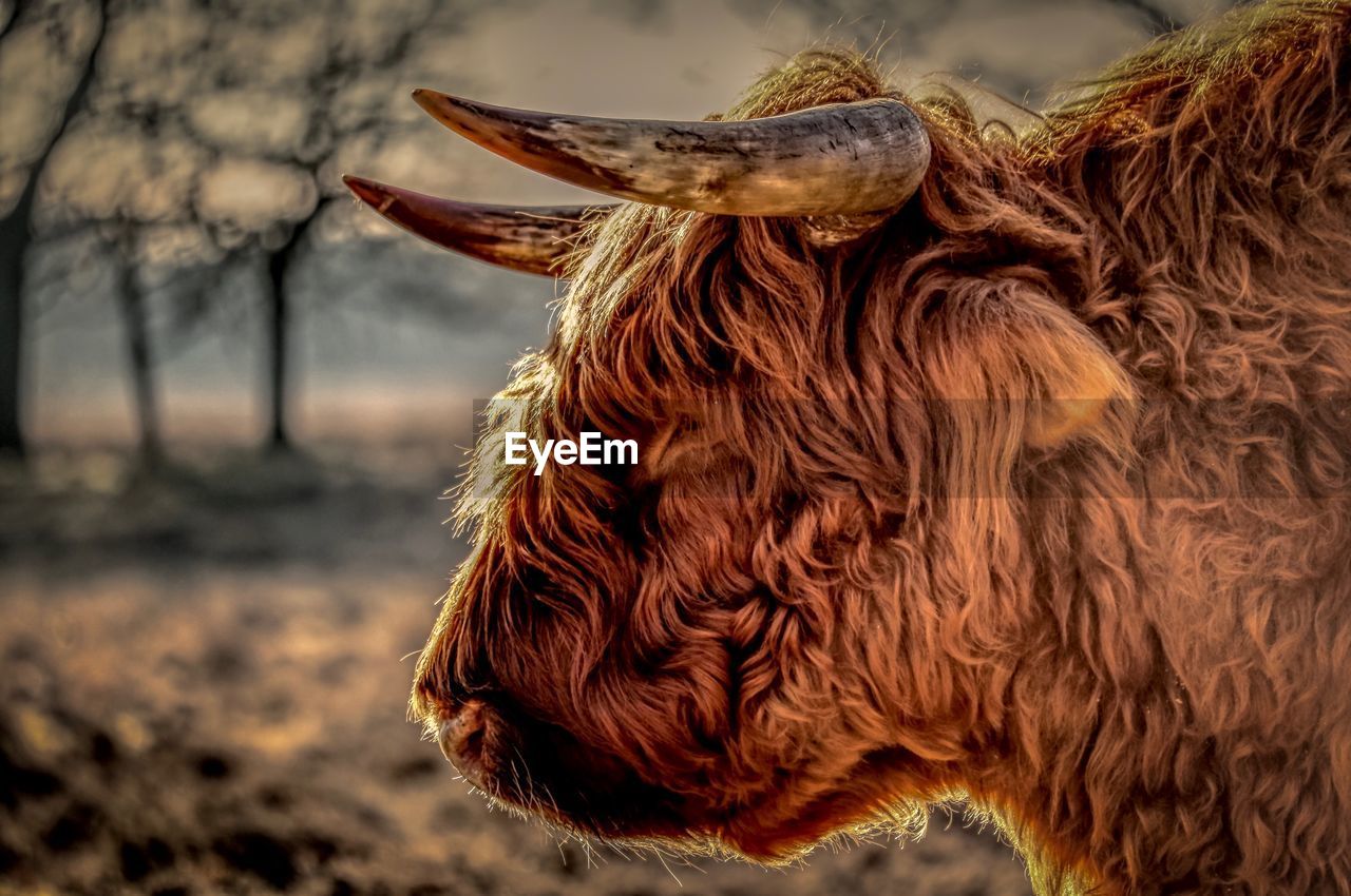 Highland cattle head