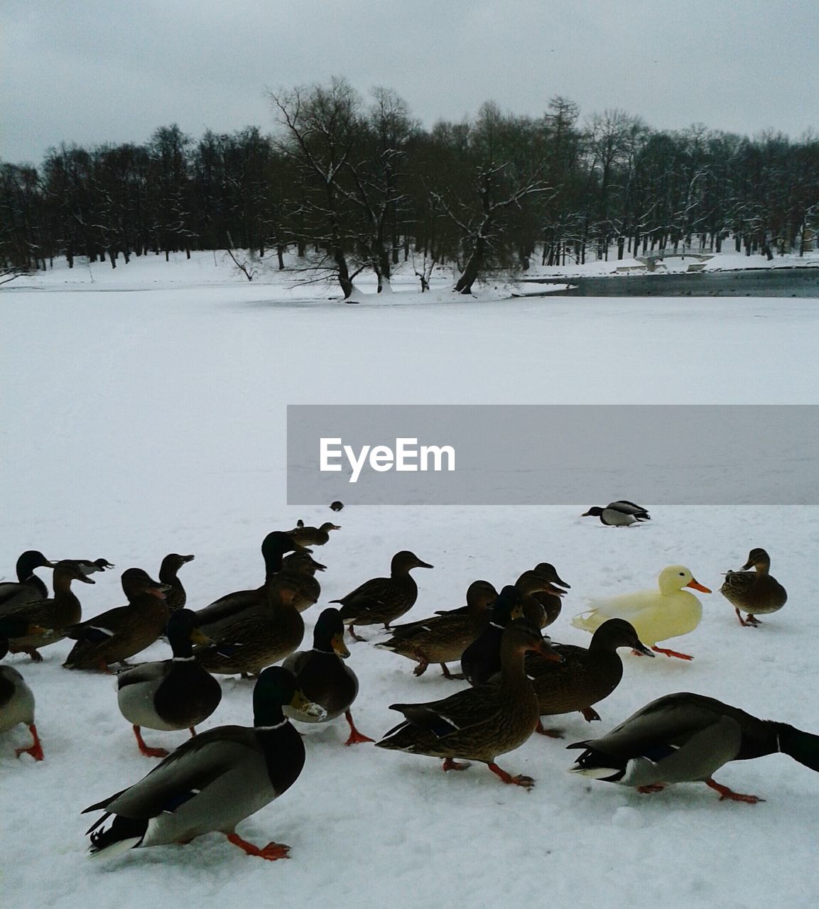 Birds on snow covered landscape