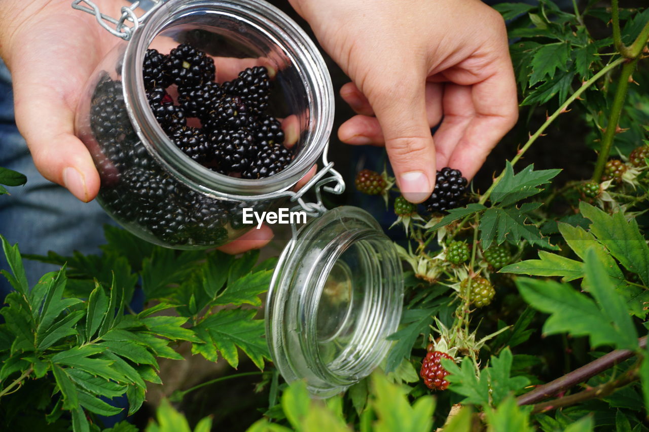 Cropped hands picking blackberries in jar
