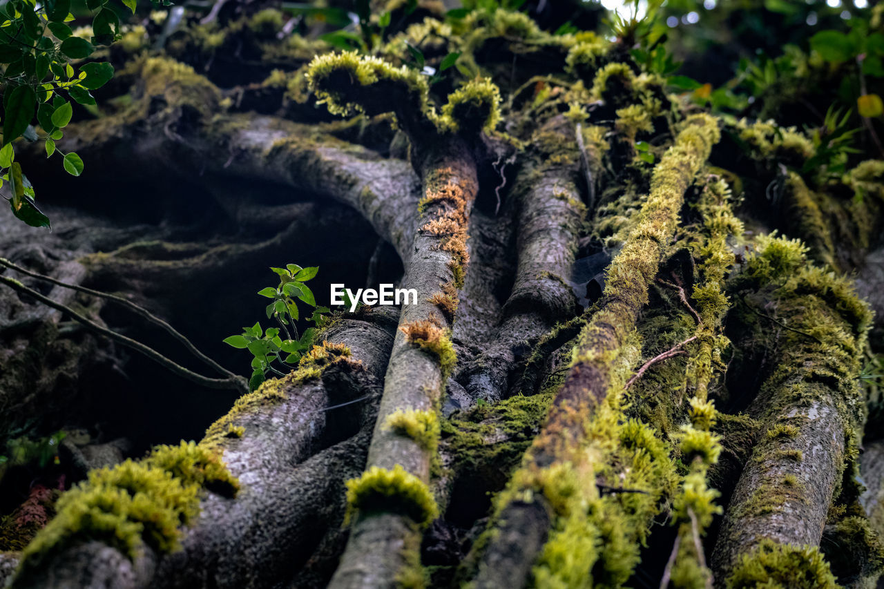 Roots of trees in costa rica