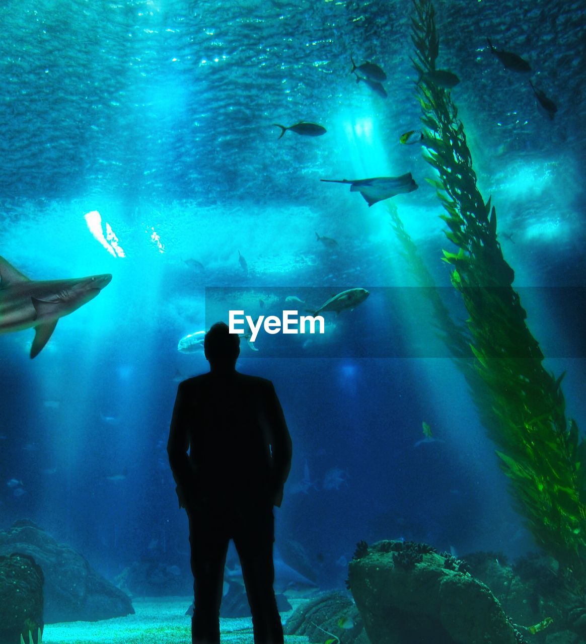 Rear view of silhouette young man looking at fish swimming in aquarium