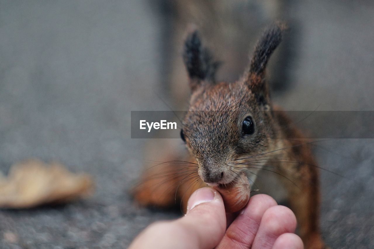 Cropped image of person feeding squirrel