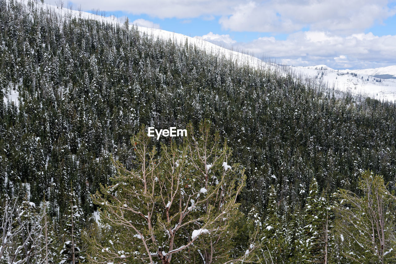 SCENIC VIEW OF SNOW COVERED LAND